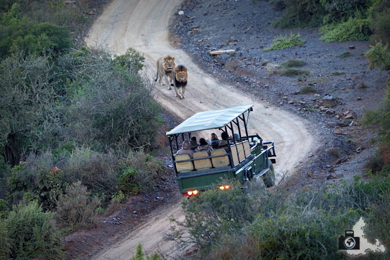 2 Löwen laufen einem safari Jeep entgegen - Kuzuko Lodge im Addo Elephant Nationalpark