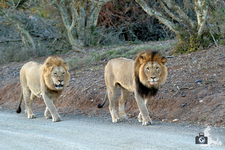 2 männliche Löwen nahe der Kuzuko Lodge im Addo Elephant Nationalpark