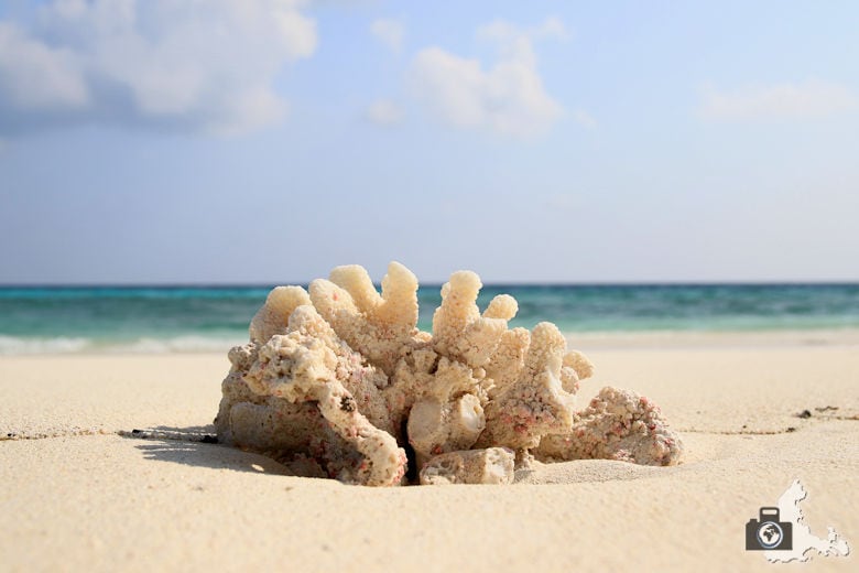 Fotografie Tipps - Koralle als Vordergrundmotiv
