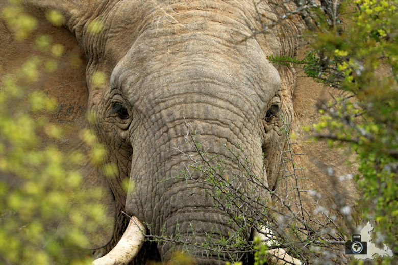 Elefant in Großaufnahme im Addo Elephant National Park