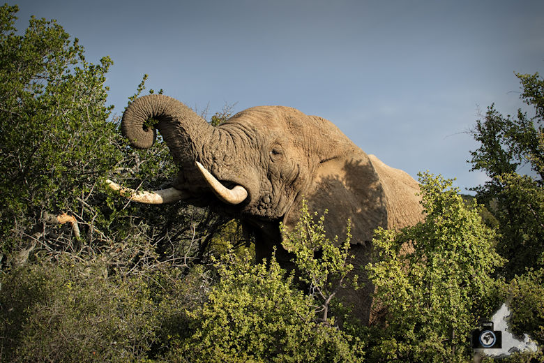 Fressender Elefant im Addo Elephant National Park