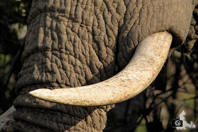 Stoßzahn eines Elefanten im Addo Elephant National Park