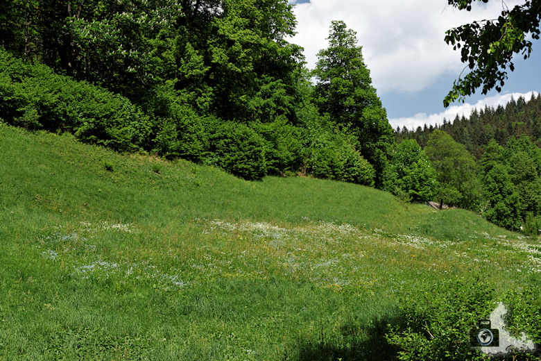 Sagenrundweg nahe den Allerheiligen Wasserfällen im Schwarzwald
