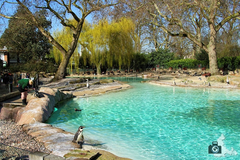 London Zoo - Pinguine