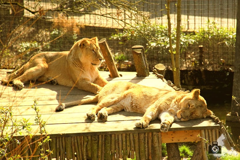 London Zoo - Löwen