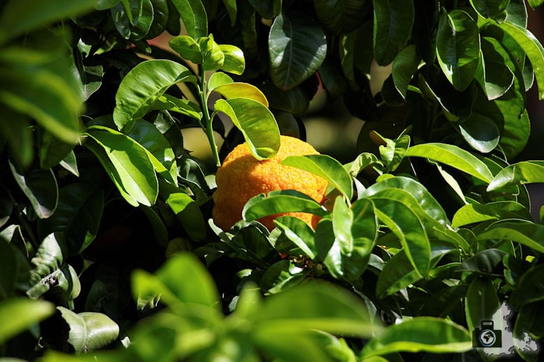 Orangen im Königlichen Botanischen Garten in Madrid