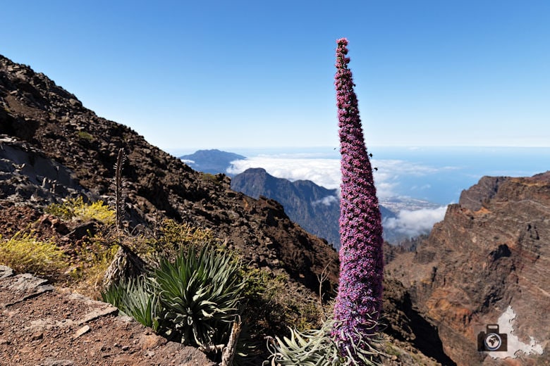 La Palma - Blume am Mirador del Roque de los Muchachos