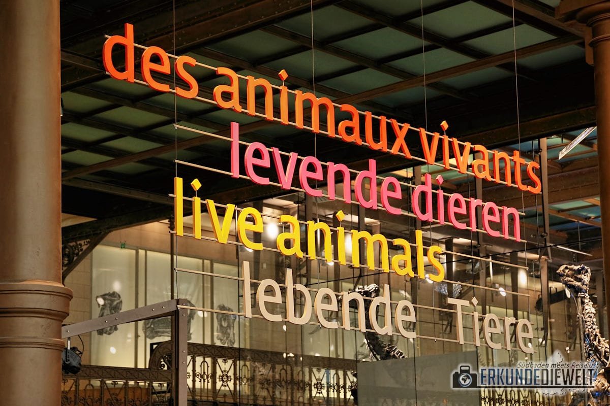 Naturkundemuseum, Brüssel, Belgien