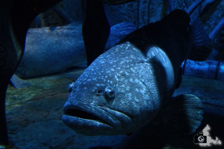 Fotografieren in Dubai - The Lost Chambers Aquarium