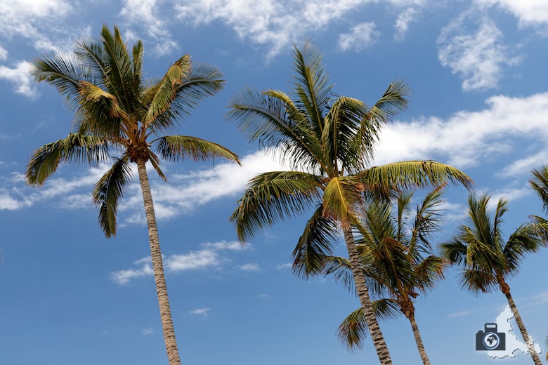 Tipps zum Fotografieren an Strand & Küste - Palmen