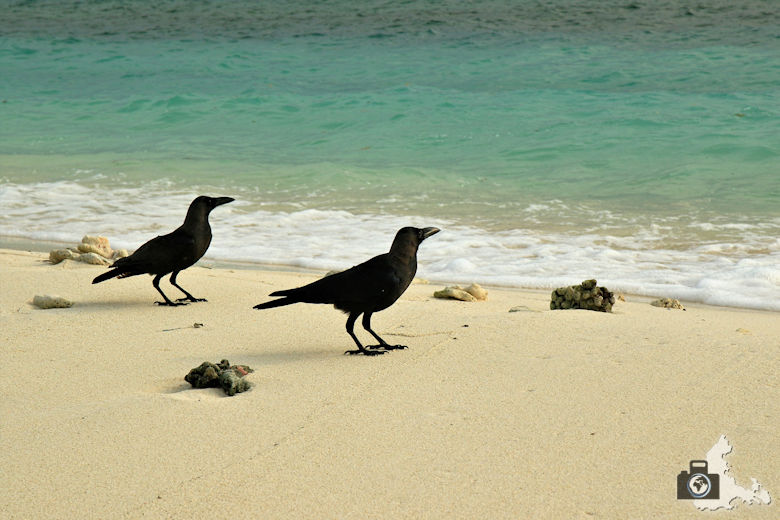 Tipps zum Fotografieren an Strand & Küste - Tiere am Strand
