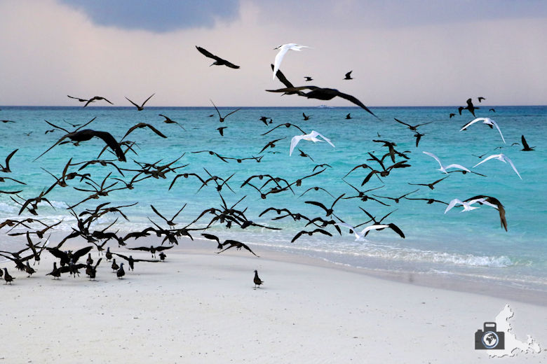 Tipps zum Fotografieren an Strand & Küste - Vögel am Strand