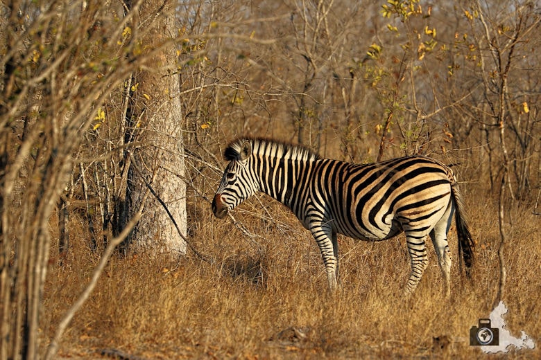 tierfotografie-safari-fotografieren-tipps-zebra