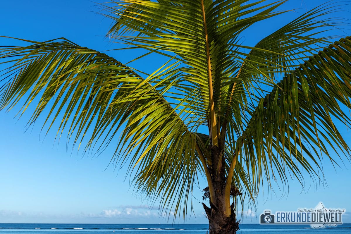 Palme am Strand, Mauritius