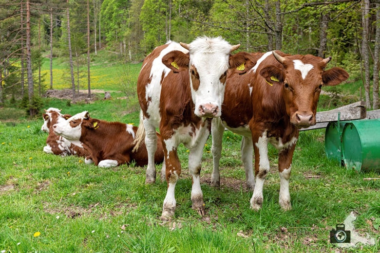 Schwarzwälder Genießerpfad - Säbelthomaweg Hinterzarten - Kühe