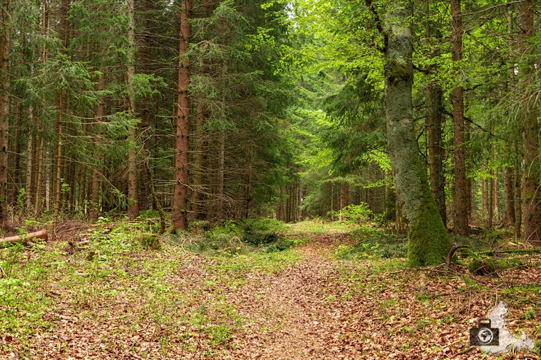 Schwarzwälder Genießerpfad - Säbelthomaweg Hinterzarten - Wanderweg
