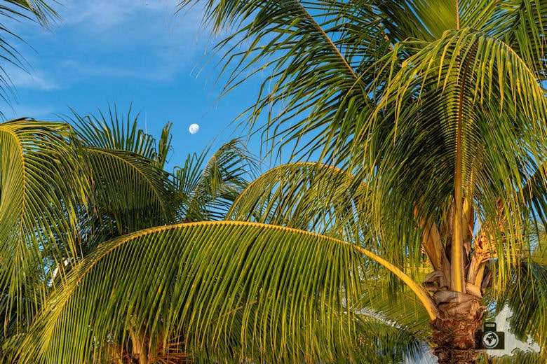 Palmen am Strand von Mauritius