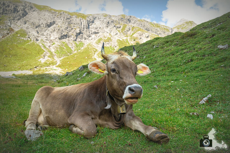 Kuh, Lünersee, Brandnertal, Österreich