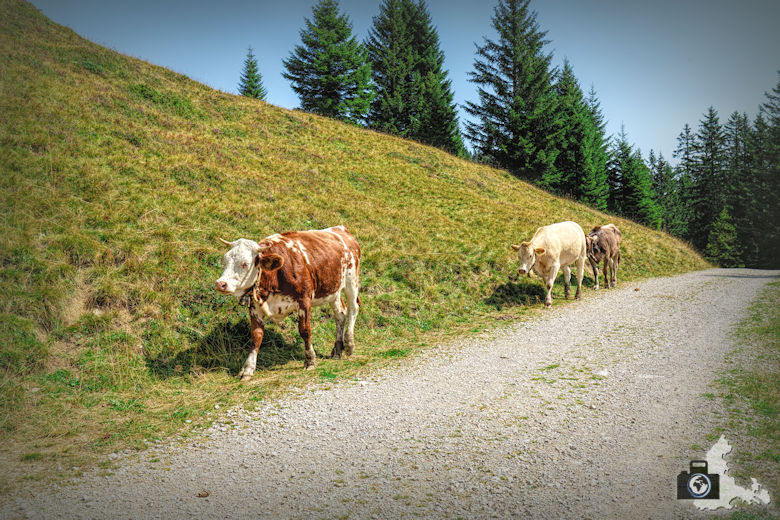 Wanderung am Loischkopf - Kühe am Wegrand