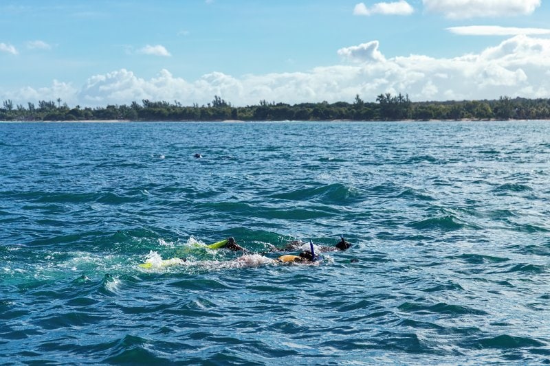 Schwimmen mit Delfinen auf Mauritius