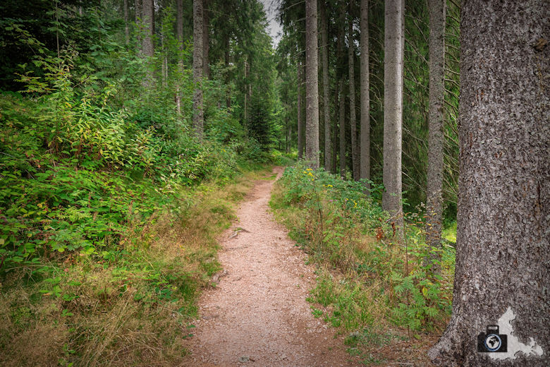 Waldweg, Schwarzwälder Genießerpfad Heilklima-Steig Schönwald