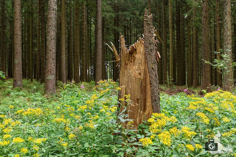 Baumstumpf, Schwarzwälder Genießerpfad Heilklima-Steig Schönwald