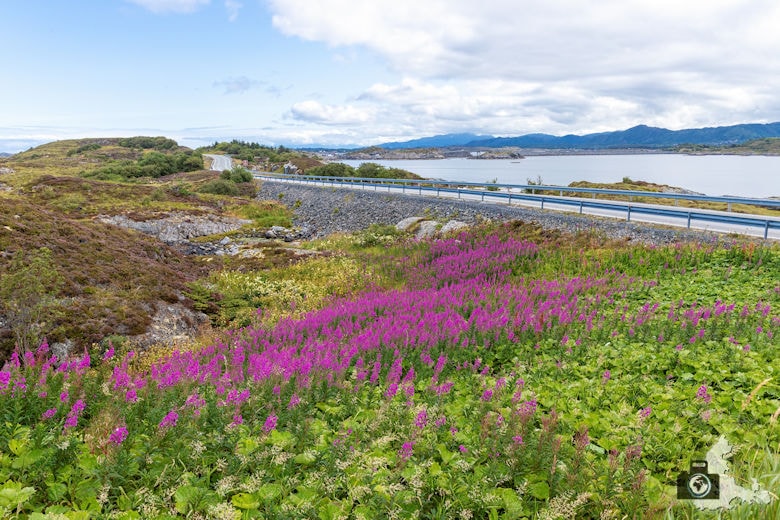 Atlantikstraße Norwegen - Blumen