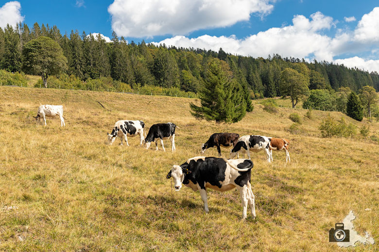 Schwarzwälder Genießerpfad - Lebküchlerweg - Kühe