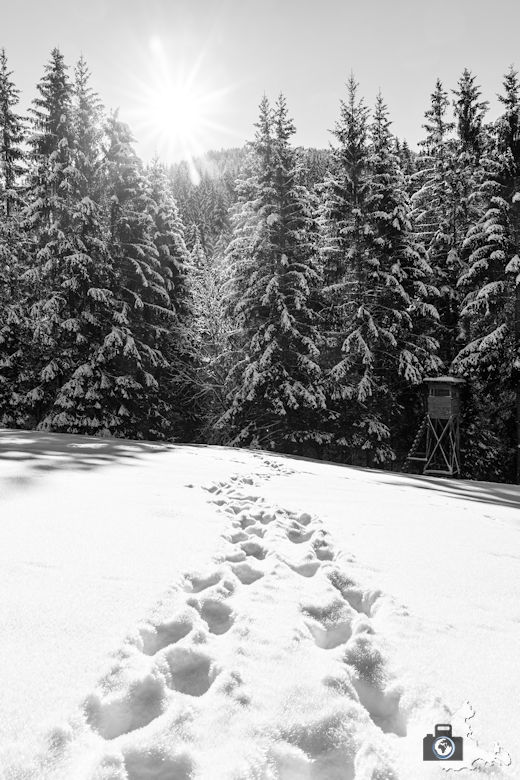 Fotowalk - Winterspaziergang im Münstertal - Spuren im Schnee