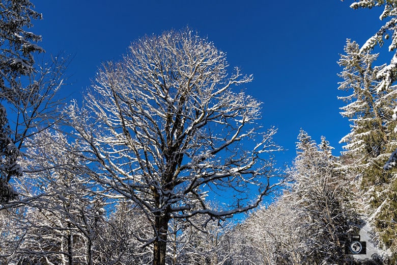Fotowalk - Winterspaziergang im Münstertal - Baum im Winter