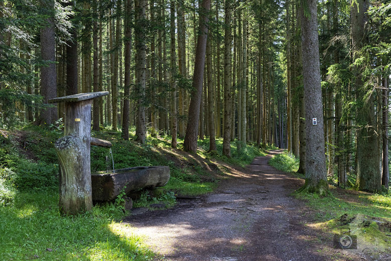 Schwarzwälder Genießerpfad - Waldpfad Groppertal - Brunnen