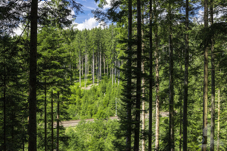 Schwarzwälder Genießerpfad - Waldpfad Groppertal - Ausblick