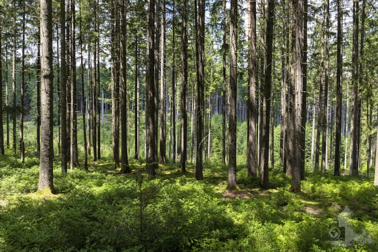 Schwarzwälder Genießerpfad - Waldpfad Groppertal - Wald