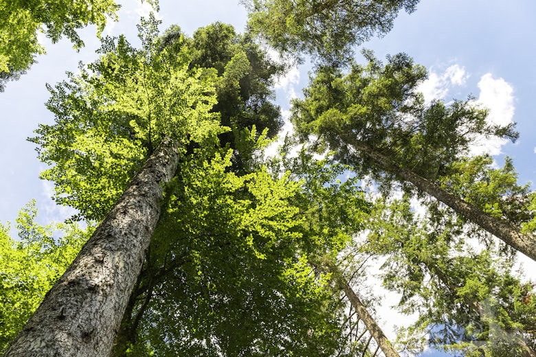 Schwarzwälder Genießerpfad - Waldpfad Groppertal - Bäume