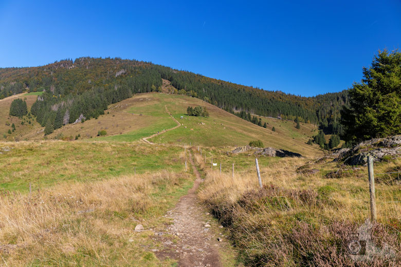 Wanderung - Schwarzwälder Genießerpfad - Bernauer Hochtal Steig