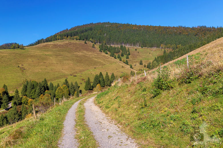 Wanderung - Schwarzwälder Genießerpfad - Bernauer Hochtal Steig
