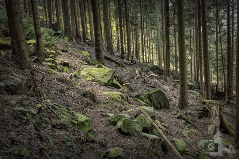 Schwarzwälder Genießerpfad - Teufelskanzelsteig - Waldmotiv