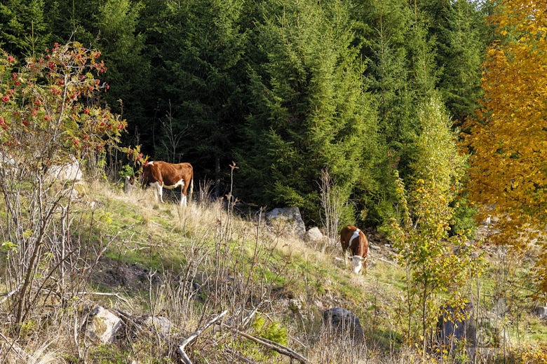 Schwarzwälder Genießerpfad - Viadukt- und Schluchtentour im Herbst - Kühe