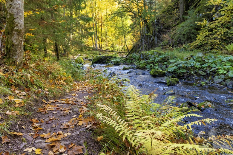 Schwarzwälder Genießerpfad - Viadukt- und Schluchtentour im Herbst - Wutach