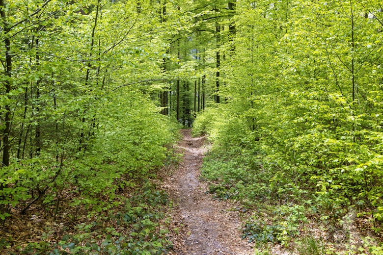 Schwarzwälder Genießerpfad - Auerhahnweg