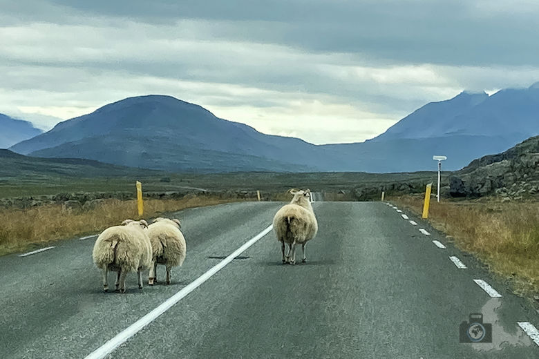 Schafe, Island