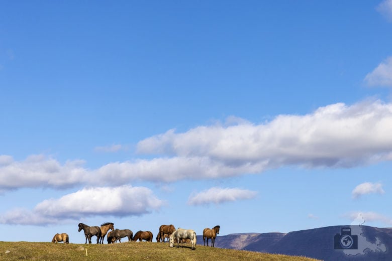 Island, Pferde Farm