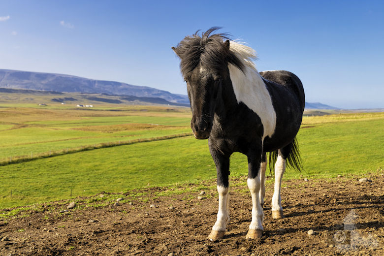 Stóra-Ásgeirsá Horse Farm - Pferde